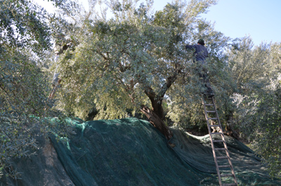 Agrestis'te zeytin hasadı