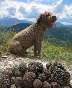 Değerli avıyla birlikte bir trüf köpeği.